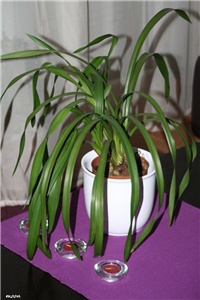 69252fd7-IMG_6652 cymbidium.jpg